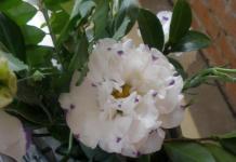 Eustoma (lisianthus) and care for it at home