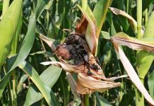 Sneť kukurice Opatrenia na kontrolu sneťovitosti kukurice