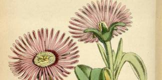 Λουλούδι Delosperma - καλλιέργεια, φύτευση και φροντίδα