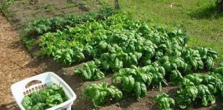 Σπανάκι: χαρακτηριστικά ανάπτυξης από σπόρους