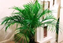 Date palm: care at home, photo Root length of a date palm