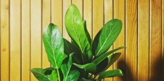 Ficus: home care, types, cultivation, reproduction