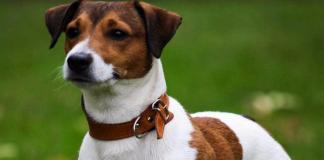 The breed of dog from the movie “The Mask”: is it worth getting a Jack Russell Terrier?