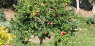 Pomegranate tree: description, types, cultivation, care and reproduction