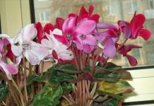 Цветок «Цикламен»: описание, фото, уход в домашних условиях Комнатные цветы цикламен уход