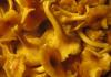 Do you need to boil chanterelles before frying and how to do it