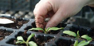 Come nutrire piantine di pomodoro e peperone a casa, fertilizzanti