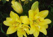 Lilies that are not afraid of Siberian frosts What subzero temperatures can lilies withstand