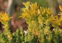 Bright and unpretentious stonecrop caustic: description and photo of varieties, care and reproduction