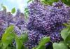 Nomi di fiori viola