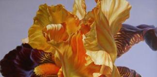 Ortak iris.  İris bitkisi.  Sakallı süsen ekiminin özellikleri