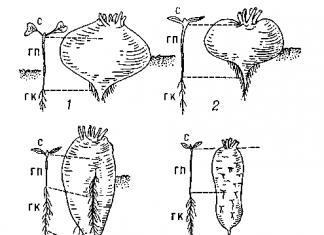 Vegetables included in the group of root crops