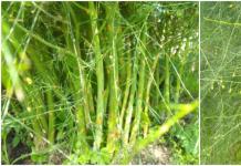 Asparagus mamahalin mo Kung ano ang hitsura ng isang bulaklak na asparagus