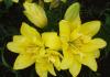 Lilie, które nie boją się syberyjskich mrozów Jakie ujemne temperatury mogą wytrzymać lilie
