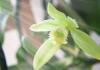 Vanilla Orchid Care Home Growing Features