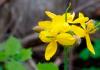Celandine juice is a healing substance from hundreds of diseases
