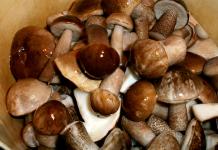 Boletus 버섯-단계별 사진을 통해 향후 겨울에 사용할 버섯을 준비하는 요리법