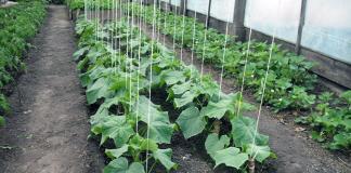 Gartering cucumbers in open ground - increasing productivity