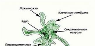 Едноклетъчни протозои Как се наричат ​​едноклетъчните организми?