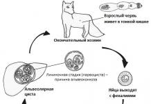 Anti-Echinococcus-IgG (antibodies of IgG class to antigens of Echinococcus, anti-E