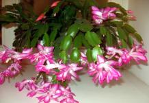Цветок декабрист: уход в домашних условиях, размножение, фото