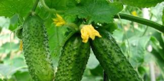 Cucumbers do not bear fruit