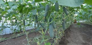 Hogyan kössünk uborkát a kertben - a legjobb tippek és ötletek