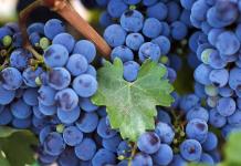 Domaće vino od grožđa Isabella