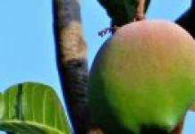 Growing and caring for figs at home How figs grow and bear fruit