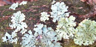 Nomi di funghi che crescono sugli alberi