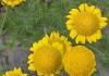 Antemis ayçiçeği, tohumlardan yetiştirme kuralları Açık alanda tohumlardan ve fidelerden büyüyen Antemis