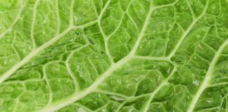 When and how to plant Chinese cabbage in open ground