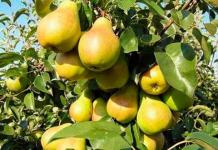 Pear: treatment of diseases, prevention