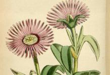 Cvijet Delosperma - uzgoj, sadnja i njega