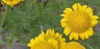 Ηλιόλουστο ανθέμιο λουλουδιών, κανόνες για την καλλιέργεια από σπόρους Antemis που αναπτύσσεται από σπόρους σε ανοιχτό έδαφος και σπορόφυτα