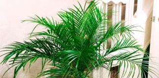 Datlovník: starostlivosť doma, foto Dĺžka koreňa datľovej palmy