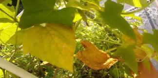 Trattamento dei cetrioli contro l'ingiallimento delle foglie