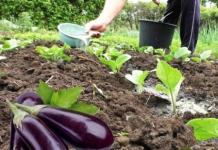 Proper watering of eggplant in a greenhouse or how often to water eggplant