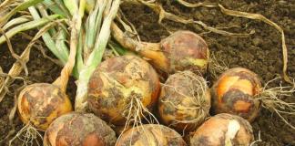 How to grow onions?