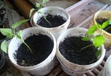 What to do if the pepper seedlings are stretched out and thin?