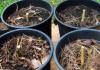 Globular willows for landscape design Globular willow dwarf planting and care