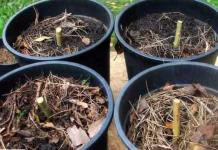 Globular willows for landscape design Globular willow dwarf planting and care