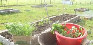 Πότε είναι η καλύτερη εποχή για να φυτέψετε βατόμουρα ή τι προτιμά το κόκκινο μούρο;