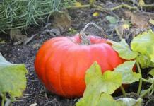 We plant a pumpkin correctly: how to prevent cross-pollination What can be planted next to a pumpkin