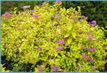 Features of planting and caring for Japanese spirea