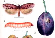 How to process a plum from worms in fruits