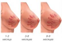 How long after conception does the breast increase, how do the mammary glands change