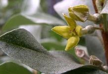 Silver oleaster Как да се грижим за angustifolia oleagin