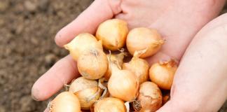 Proper planting of onion sets in spring in open ground: how to plant onions on the head and on the greens