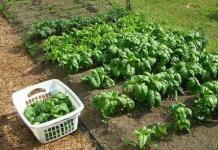Spinach: features of growing from seeds
